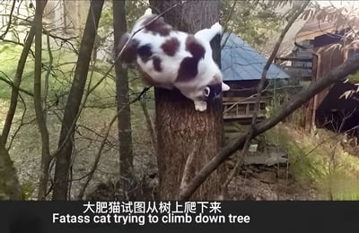 一只体型较大的白棕相间的猫正试图从树上爬下来，它四肢紧紧抓住树干，身体悬空，背景中可以看到一些树木和一个蓝色屋顶的小木屋。图片下方有中英文文字说明：'大肥猫试图从树上爬下来'和'Fatass cat trying to climb down tree'。