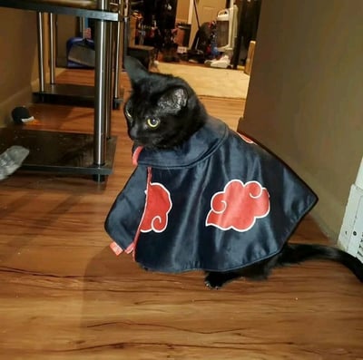 一只纯黑色猫咪身着印有红色祥云图案的深蓝色披风，站在木质地板上，眼神警惕地望向左侧。背景可见房间内的金属架子、清洁工具等日常物品，猫咪与动漫《火影忍者》中“晓”组织的标志性服饰形成趣味结合，展现出可爱与酷帅并存的反差萌效果。