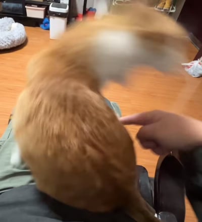 这张实拍静态图拍摄于居家室内场景，一只橘色猫咪背对着镜头坐在拍摄者的腿上，画面右侧有一只人手正伸出手指戳橘猫的躯干，橘猫此时正高速甩头，因运动速度过快头部产生了明显的动态模糊，出现多重叠加的虚影，视觉上冲击力很强，显得力道很足、很有张力。背景可见木质地板、灰色毛绒猫窝、带黑盖的白色垃圾桶等常见居家物品。