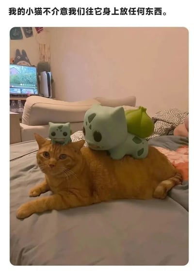 图片中一只橘色的猫咪正悠闲地躺在灰色的床上，它的头上放着一个小型的妙蛙种子玩具，背部则放置着一个较大的妙蛙种子玩具。猫咪表情平静，似乎完全不介意身上的物品。图片上方配有文字“我的小猫不介意我们往它身上放任何东西。”，背景中可以看到浅色的沙发、电视以及墙上挂着的龙猫玩偶等装饰，整体氛围温馨可爱。