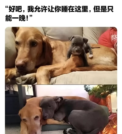 这是一张上下对比的宠物梗图，上方图片中一只棕色大狗无奈地躺在沙发上，一只灰色小狗站在它的背上；下方图片中两只狗已经依偎在一起熟睡。图片上方配有文字：'好吧，我允许让你睡在这里，但是只能一晚！'，幽默地表现了从最初的不情愿到最终接纳的温馨转变，形成了有趣的'真香'场景。
