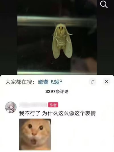 图片上半部分是一只停在玻璃上的淡黄色飞蛾，其头部和翅膀姿态呈现出类似人类惊讶的表情；下半部分是社交媒体评论区截图，显示“大家都在搜：耄耋飞蛾”及3297条评论。作者评论“我不行了 为什么这么像这个表情”，并附带一张经典的“震惊猫”表情包（猫咪瞪大双眼、嘴巴微张的惊讶表情），直观展现飞蛾与表情包的高度相似性，引发网友共鸣。