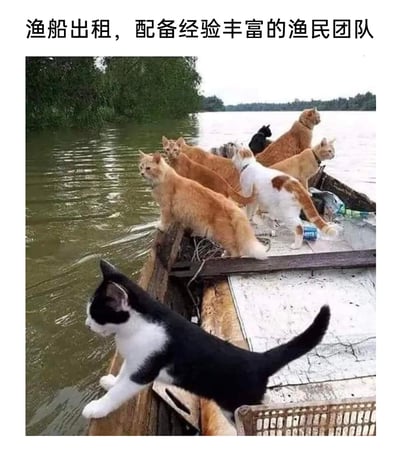 这是一张趣味梗图，上方配有文字“渔船出租，配备经验丰富的渔民团队”，图中展示了一艘行驶在浑浊水面上的旧渔船，船的甲板和船沿上站着多只不同花色的猫咪，包括橘猫、黑白猫、白棕猫等，它们或警觉地站在船沿看向水面，或在船上活动，创作者将这些猫咪调侃为“经验丰富的渔民团队”，用猫咪和渔民的反差感制造幽默效果，猫咪专注的姿态仿佛真的在执行捕鱼任务，让画面充满趣味。