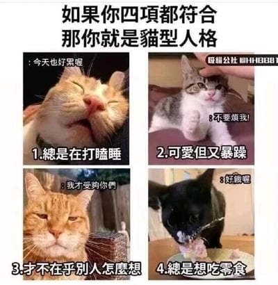 这是一张多图拼接的文字加注趣味图，整体采用图文混排的形式，顶部配有文字“如果你四项都符合 那你就是猫型人格”，下方分为四个板块，每个板块搭配一张真实猫咪的照片和对应的文字，分别对应猫型人格的四个特征：1.总是在打瞌睡（猫咪双眼紧闭，配文“今天也好累喔”）；2.可爱但又暴躁（猫咪一脸不耐烦，抬起爪子抗拒触摸，配文“不要烦我!”）；3.才不在乎别人怎么想（猫咪满脸嫌弃，眼神不屑，配文“我才受够你们”）；4.总是想吃零食（猫咪低头专注进食，配文“好饿啰”）。这张图用猫咪的神态和行为来类比人类的人格特质，风格幽默治愈，容易引发网友共鸣，常被用来调侃自己或他人的性格像猫咪一样慵懒、傲娇、随性又贪吃。