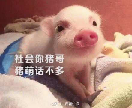 社会你猪哥 猪萌话不多
