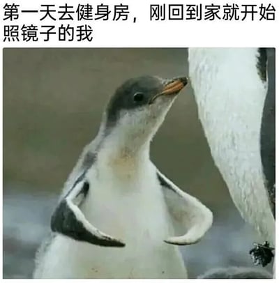 图片上方配有文字‘第一天去健身房，刚回到家就开始照镜子的我’，下方是一只企鹅幼崽抬头挺胸，双翅微张，正对着另一只较大的企鹅（或镜子），仿佛在展示自己‘锻炼后’的肌肉。幽默地表现了新手健身后急于看到效果、自我欣赏的可爱心理。