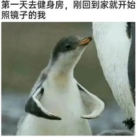 企鹅幼崽
