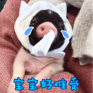戴帽子小猪擦眼泪喊难受表情包