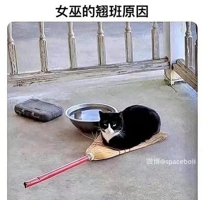 图片标题为“女巫的翘班原因”，画面中一只黑白猫悠然趴在扫帚上，扫帚象征女巫魔法中的经典飞行工具。猫咪占据扫帚，暗示“女巫因为猫不让她用扫帚所以翘班”，将魔法世界的设定和生活趣事相结合，表达出独特幽默。该梗图适合用于上班、学习摸鱼场景，既有中二魔法感，也有“猫主子为大”这种现实宠物文化的可爱温馨。没有谐音梗，但有跨界幻想与生活的小暗示。