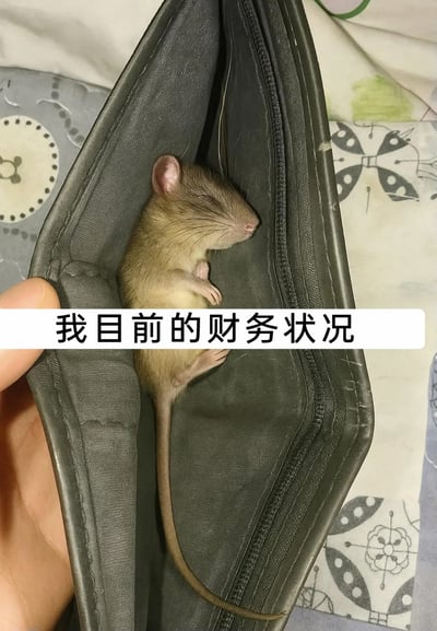 这是一张用于自嘲的网络梗图，画面中一只小老鼠蜷缩在被手翻开的空钱包里，闭着眼睛神态安详地睡觉，画面下方配有白色背景的黑色文字“我目前的财务状况”，背景是带有卡通图案的布料。这张图利用“空钱包里只有老鼠”的画面，谐音暗喻钱包空空如也、一贫如洗的状态，用幽默夸张的方式调侃自己拮据的财务状况，精准戳中当代年轻人面临经济压力时的情绪，容易引发共鸣。