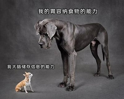 这张图片是一张趣味自嘲梗图，通过体型悬殊的两只狗狗形成强烈视觉反差：体型庞大的大丹犬上方配文“我的胃容纳食物的能力”，体型小巧的吉娃娃上方配文“我大脑储存信息的能力”，用生动的对比调侃自己拥有超强的食量，但是记忆力却很差，记不住东西，充满了生活化的自嘲趣味，容易引发有类似经历的网友共鸣。
