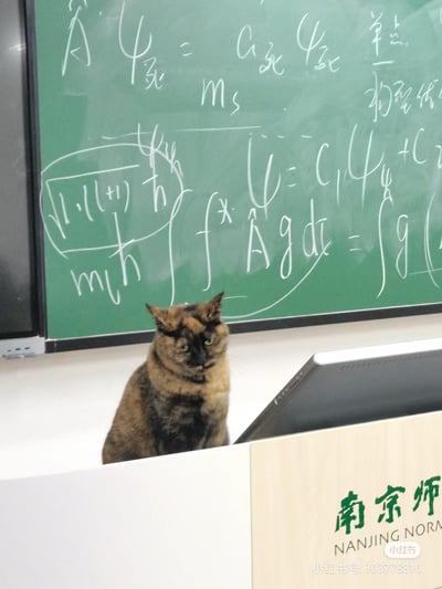 一只玳瑁猫淡定地坐在教室讲台前，背后是写满复杂数学和物理公式的绿色黑板。猫咪的表情从容，与周围严肃的学术环境形成有趣反差，展现出校园中意外闯入的可爱瞬间。