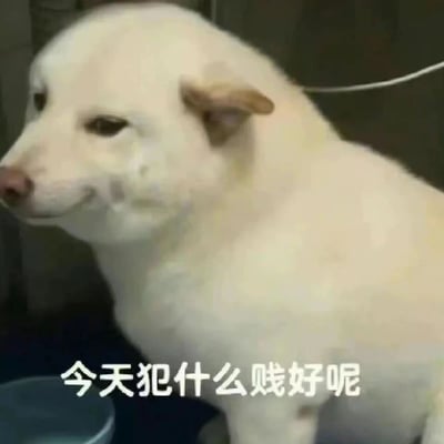 一只白色小狗歪着头，表情看起来有些调皮和思考，图片下方配有文字“今天犯什么贱好呢”，形成幽默效果。这张图片通过小狗拟人化的表情和文字结合，展现出一种可爱又搞笑的氛围。