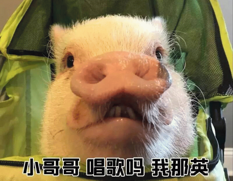 小猪搭讪：小哥哥唱歌吗 我那英