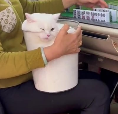 画面中一位身着黄绿色上衣的人坐在麻将桌前，一只圆滚滚的白色猫咪被恰好卡在白色带金属边的圆柱容器中，只露出脑袋。猫咪半眯着眼睛，表情看起来无奈又生无可恋，而抱着容器的人一只手还在摆弄桌上的麻将，仿佛把猫咪当成了容器的一部分，趣味十足的场景让人忍俊不禁。