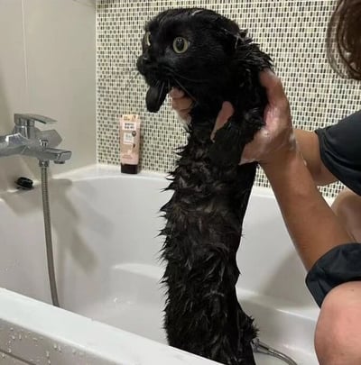 浴室场景中，一只黑猫正在被人洗澡。猫咪浑身湿透，毛发因沾水而紧贴身体并竖起，显得体型消瘦。它瞪大双眼，瞳孔放大，嘴巴微张，舌头不自觉地伸出，表情充满惊恐和抗拒。一只手托着猫咪的前爪，另一只手扶着它的头部，背景可见白色浴缸、银色水龙头和一瓶粉色的洗护用品。整个画面生动展现了猫咪洗澡时的经典‘应激反应’，十分有趣。