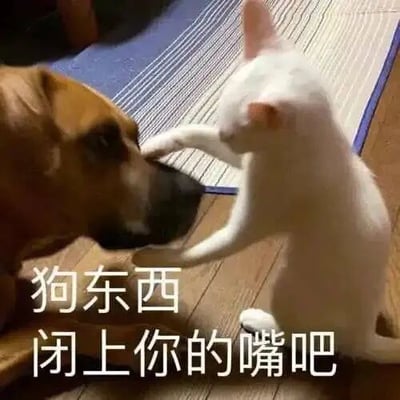 这是一张文字加注类的静态表情素材图，画面呈现了真实拍摄的宠物互动场景：一只白色猫咪用两只前爪强势按住一只棕色狗狗的嘴巴，狗狗露出无奈的神情，猫咪姿态显得很有气势。图片下方配有口语化的文字“狗东西 闭上你的嘴吧”，将猫咪的动作与文字内容结合，生动地营造出强势制止他人发言、怼人的搞笑效果，适合在聊天场景中用来表达不想听对方说话、不耐烦或者回怼他人的情绪。