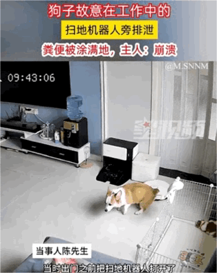这是一组连环视频截图，完整记录了一起宠物搞出的家庭闹剧：一只狗狗趁扫地机器人正在工作时，故意在它旁边排便，不知情的扫地机器人随即把粪便在客厅里拖得到处都是，留下一片狼藉。主人回家后看到这一幕崩溃不已，不仅花了两个多小时打扫房间，还得把扫地机器人全部拆开进行清洗，整个过程既让人觉得好笑，又能体会到主人的无奈与崩溃。