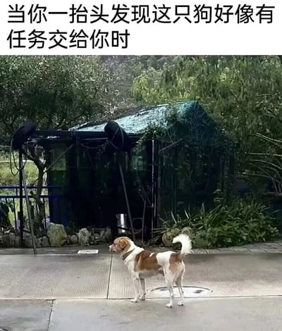 图片中是一只棕白相间的狗站在湿润的路面上，身体微微侧向左方，头部转向左侧，眼神专注地望向远方。背景是茂密的绿色树木和一个被藤蔓部分覆盖的深色棚屋状建筑，地面似乎刚下过雨显得有些潮湿。图片上方配有文字“当你一抬头发现这只狗好像有任务交给你时”，通过拟人化的手法，将狗的警觉姿态幽默地解读为仿佛在准备分配任务，营造出一种轻松有趣的氛围。