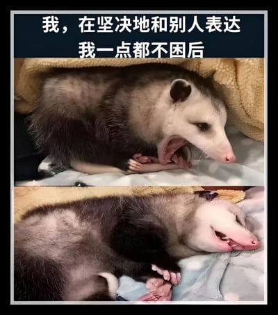 这是一张上下拼接的静态图文混排梗图。上方深蓝色背景的白色文字写着“我，在坚决地和别人表达我一点都不困后”，下方是两张负鼠的照片。第一张负鼠躺在毛毯上，嘴巴大张打哈欠，眼睛半眯，露出困倦的表情；第二张负鼠则完全蜷缩起来，双眼紧闭，嘴角微张，进入熟睡状态。图片通过负鼠前后反差的状态，幽默地表现了人们嘴上说着不困、身体却很诚实的真实场景，充满生活气息和搞笑感。