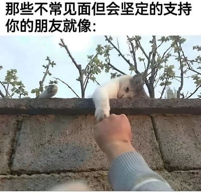 图片上方有文字“那些不常常见面但会坚定的支持你的朋友就像：”，下方是一只白色和灰色相间的猫趴在砖墙上，伸出一只爪子，下方有一只人手正在轻轻触摸猫爪。图片通过猫与人之间的互动，比喻那些不常联系但始终支持自己的朋友，传达了友情中默默支持的温暖情感。