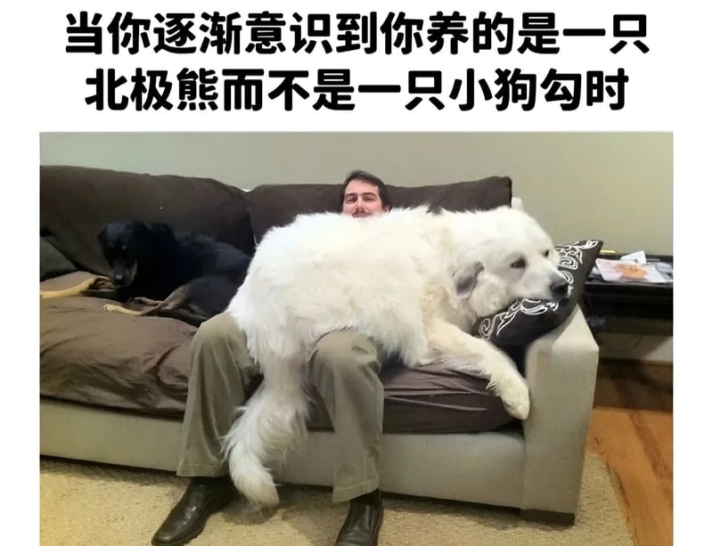 大白狗
