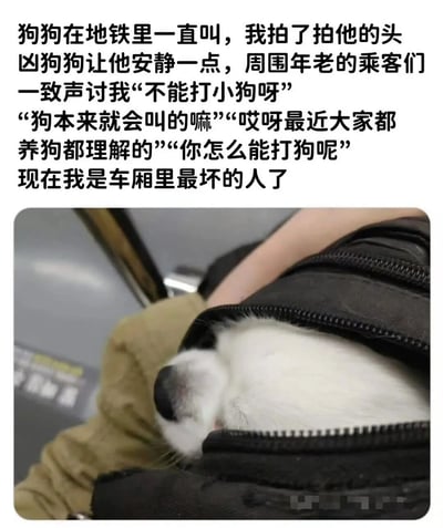 这张图片由上方文字和下方照片组成。文字描述了一个发生在地铁里的小故事：一只狗一直在叫，叙述者拍了拍狗头想让它安静，却遭到周围老年乘客的一致指责，说“不能打小狗呀”“狗本来就会叫的嘛”等，让叙述者感觉自己成了车厢里最坏的人。下方照片显示一只白色小狗从黑色包里探出头来，只露出了鼻子和部分脸，背景是地铁车厢的座椅。