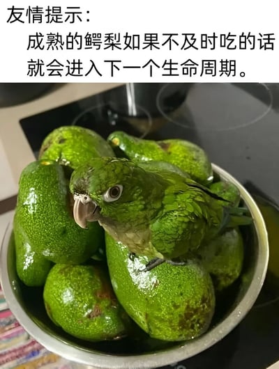 图片上方有“友情提示：成熟的鳄梨如果不及时吃的话就会进入下一个生命周期。”的文字，下方是一碗绿色的鳄梨，一只绿色鹦鹉正栖息在鳄梨上。通过将鹦鹉与鳄梨的颜色和形态巧妙结合，幽默地暗示“下一个生命周期”是鳄梨变成了鹦鹉，用夸张的方式调侃鳄梨容易变质、需要及时食用的特点。