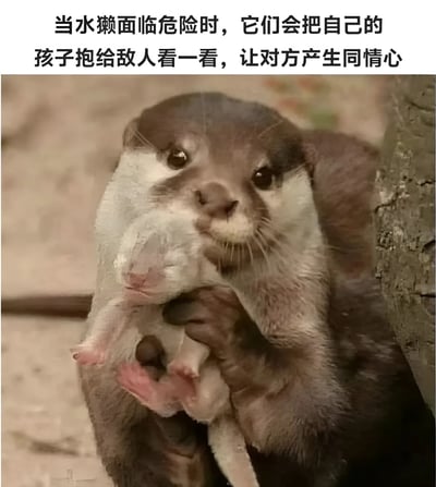 图片上方配有文字说明：'当水獭面临危险时，它们会把自己的孩子抱给敌人看一看，让对方产生同情心'。下方是一张水獭的特写照片，成年水獭正用前爪抱着一只幼小的水獭，眼神直视前方，表情显得有些警惕又带着一丝祈求。整体画面通过图文结合的方式，展现了水獭可能存在的一种生存行为。