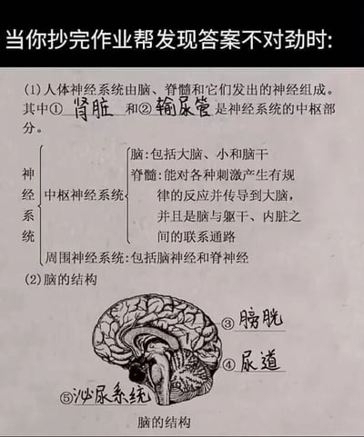 图片展示了学生抄完作业帮后发现答案离谱的搞笑场景。上方文字“当你抄完作业帮发现答案不对劲时:”引出下方内容——一张被恶搞的生物作业纸。本应填写神经系统结构的题目，却被错误标注成泌尿系统器官：中枢神经系统部分填了“肾脏”“输尿管”，脑结构图上竟标着“膀胱”“尿道”“泌尿系统”，将两个毫不相关的系统混为一谈，制造出荒诞又好笑的效果。