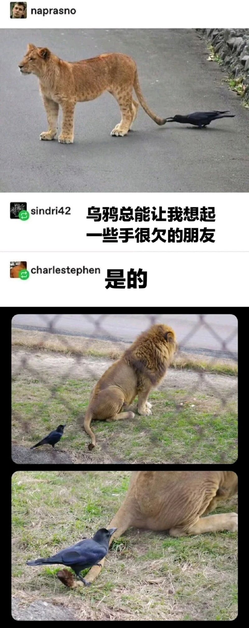 狮子