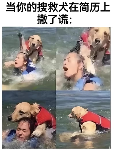 这是一张四格拼贴梗图，标题为'当你的搜救犬在简历上撒了谎：'。图片展示了一只穿着红色救生衣的金毛犬在水中与一名人类互动的场景，看似在进行搜救工作，但实际画面中狗的行为可能并未有效救援，反而让人类显得更狼狈，通过拟人化的'简历撒谎'概念制造幽默效果，讽刺了现实中简历夸大其词的现象。