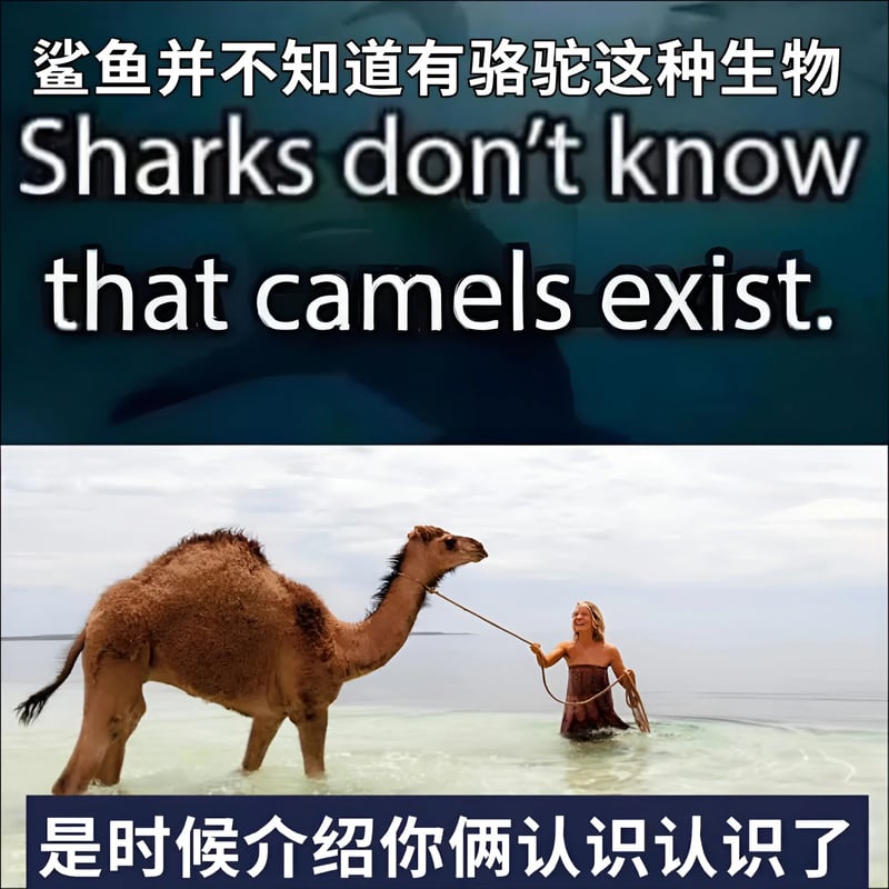骆驼