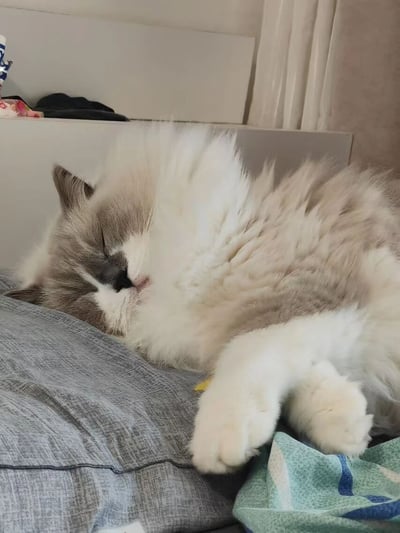 一只灰白相间的布偶猫正侧卧在灰色枕头上熟睡，双眼紧闭，嘴巴微张，蓬松的毛发因睡姿显得有些凌乱却更添可爱。猫咪的前爪自然伸展，身体放松地陷在柔软的枕头上，展现出极度舒适的状态。背景中可见白色的置物架，上面摆放着黑色衣物和一个带有花纹的小物件，旁边是浅色的窗帘，整体营造出温馨宁静的居家氛围。这张照片捕捉了宠物在日常生活中最治愈的瞬间，毛茸茸的质感和猫咪安详的睡颜让人感到放松。
