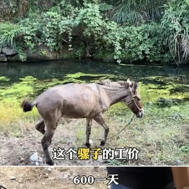 务工牲畜