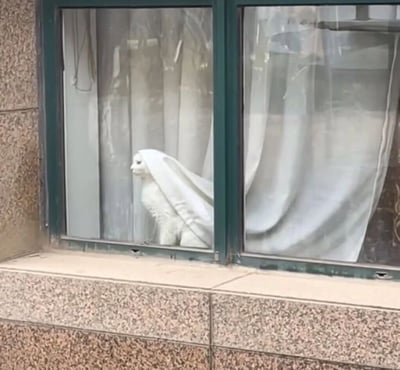 一只白猫坐在窗台上，身上恰好被白色窗帘覆盖，从窗外看过去仿佛穿着修女的头巾和长袍，正静静地望向窗外。这种巧合形成了有趣的视觉效果，让猫咪看起来像一位虔诚的修女。