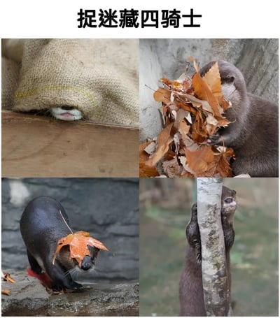 这是一张四格拼接图，标题为“捉迷藏四骑士”，展示了四只水獭用不同方式“躲藏”的可爱场景。左上角水獭将头部藏在麻袋下，只露出鼻子和嘴巴；右上角水獭用一堆枯叶遮挡住大半张脸；左下角水獭头顶一片枫叶，仿佛在掩耳盗铃；右下角水獭直立身体抱住树干，只露出小半张脸。图片通过拟人化的“四骑士”称号，幽默地调侃了水獭们笨拙又认真的躲藏姿态，充满童趣和萌感。