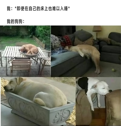梗图上方文字对比了“我即使在自己床上也难以入睡”和“我的狗狗”，下方是四张狗狗在不同奇葩地方熟睡的照片：趴在户外木桌上、蜷缩在沙发角落、窝在庭院的花盆里、倒挂在椅子上。通过强烈对比展现狗狗随时随地都能入睡的能力，幽默吐槽现代人的失眠困扰。