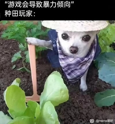 这是一张针对游戏圈刻板印象制作的搞笑梗图，上方配文提出“游戏会导致暴力倾向”的常见争议观点，随后用一只被装扮成农夫模样的吉娃娃来代表种田类游戏的玩家：它戴着草帽、格子围巾与小外套，手持迷你小锄头站在菜园的泥土中，周围是生长的蔬菜，以这种专注田园、平和休闲的形象，反差感十足地反驳了“游戏导致暴力倾向”的观点，凸显出种田类游戏玩家的休闲玩法与暴力完全无关，整体风格诙谐有趣，用拟人化的动物形象制造笑点。