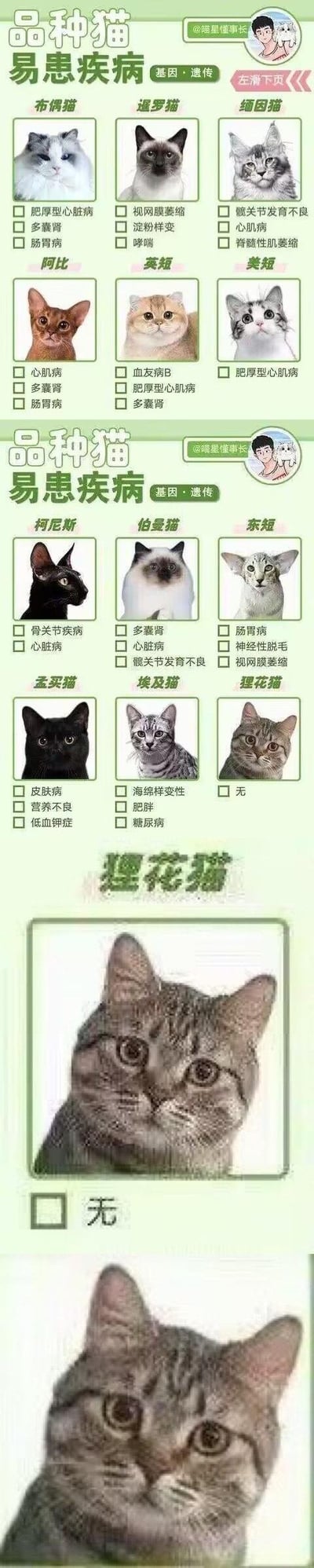 这张竖版图文混排图，上半部分详细汇总了布偶猫、暹罗猫、缅因猫等十余种品种猫的易患遗传/基因疾病，每个品种猫配图并在下方列出对应的病症；下半部分则重复展示狸花猫的图片，且两次标注“无”，通过强烈反差玩梗，凸显本土狸花猫没有这类遗传易患疾病、体质强悍的特点，兼具科普性和趣味性。
