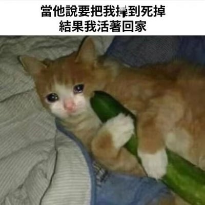 这是一张经过P图改编的文字加注静态梗图，主体是一只橘白相间的猫咪，其眼部被修改出类似哭泣的泪痕，呈现出委屈悲伤的神情，猫咪趴在布料上，双爪环抱着一根绿色的黄瓜。图片上方配有繁体转简体后的文字“当他说要把我操到死掉 结果我活着回家”，这里运用了谐音梗，“操”谐音“炒”，将猫咪拟人化，把黄瓜作为食材会被炒制的属性结合进来，营造出猫咪“即将被当作食材炒制却侥幸存活回家”的荒诞场景，通过委屈的猫咪形象与夸张文字的反差，制造出幽默搞笑的效果，属于网络上流行的趣味表情包类内容。