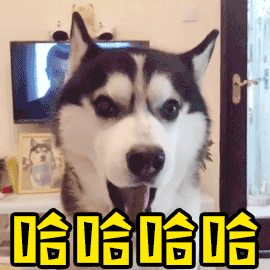 哈士奇笑到停不下来 哈字逐渐增多的魔性GIF