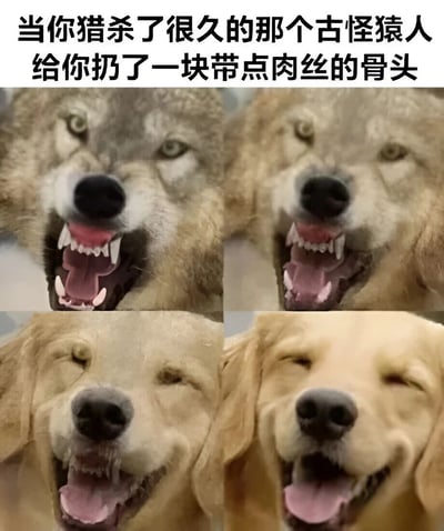 图片上方配有文字“当你猎杀了很久的那个古怪猿人给你扔了一块带点肉丝的骨头”，下方是2x2网格排列的四张动物面部特写。左上角和右上角的动物（看起来像狼或凶猛的狗）张着嘴露出尖牙，眼神锐利，表情凶狠；左下角和右下角则是金毛犬眯起眼睛、咧嘴微笑的开心表情，形成从凶猛到满足的鲜明情绪转变，幽默地表现出收到“带肉丝骨头”这一微小回报后的心理变化。