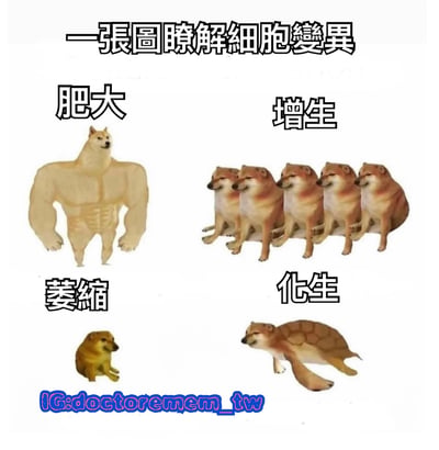 这张图片通过幽默的方式用柴犬形象解释了四种细胞变异类型：左上角是肌肉发达的"肥大"柴犬，右上角是五只并排的"增生"柴犬，左下角是体型缩小的"萎缩"柴犬，右下角是身体变为乌龟形态的"化生"柴犬。整体采用四格漫画式布局，上方有标题"一张图了解细胞变异"。