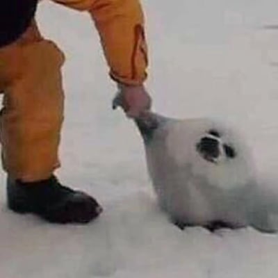 图片中显示一个穿着橙色裤子和黑色鞋子的人站在雪地里，正用手握住一只海豹的鳍状肢。海豹仰卧在雪地上，身体呈现灰白色，嘴巴张开，眼睛看向镜头方向，表情看起来有些惊讶或好奇。整个场景发生在一片白茫茫的雪地中，背景简洁，主要聚焦于人与海豹的互动瞬间。
