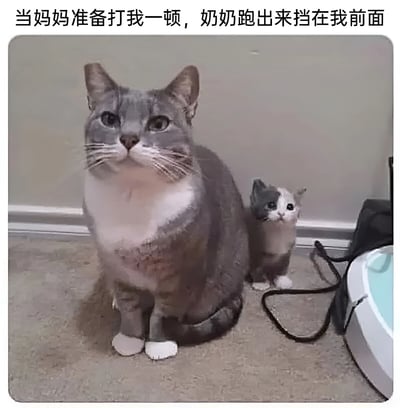 图片上方配有文字'当妈妈准备打我一顿，奶奶跑出来挡在我前面'，下方是一张真实拍摄的猫咪照片。画面中一只体型较大的灰白相间猫咪正端坐前方，眼神专注，仿佛在保护身后一只体型较小的灰白小猫。小猫则乖巧地躲在大猫身后，形成了生动的'奶奶保护孙辈'的家庭场景，通过猫咪拟人化的方式展现隔代亲的温馨与幽默。