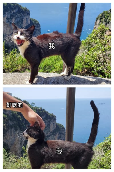 这是一组上下拼接的对比式趣味梗图，背景为海边悬崖观景台。上图中，一只标注为“我”的黑白猫咪紧绷身体、张嘴露齿，表情凶狠警惕，呈现出防御姿态；下图中，一只标注为“好吃的”的手抚摸这只同样标注为“我”的猫咪头部，猫咪立刻放松下来，表情温顺享受，姿态乖巧。整组图通过猫咪的前后状态反差，生动形象地调侃了吃货人群在美食面前，从暴躁瞬间变得温顺乖巧的有趣状态，充满生活化的趣味。
