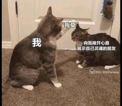 这是一张文字加注的搞笑梗图，画面呈现室内地毯上的两只虎斑猫：左侧标注为“我”的猫背对镜头，抬起前爪做出挥向右侧猫的动作，配文台词“我草”；右侧标注为“向我敞开心扉展示自己灵魂的朋友”的猫正对着左侧猫，表情错愕地坐在地上，看起来有些被动。图的右下角带有微博水印。这张图用生动的猫咪互动场景，幽默地还原了当朋友突然毫无保留地向自己展示私密、反差极大的真实一面时，自己瞬间感到震惊、无所适从的情绪，能引发网友在朋友相处相关场景的共鸣。