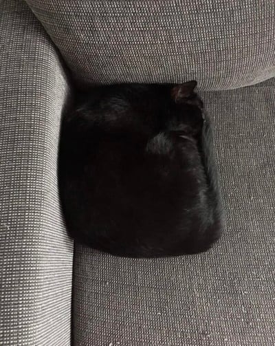 一只纯黑色的猫蜷缩成一个圆形，安静地睡在灰色布艺沙发的角落处。猫咪将头埋在前爪中，只露出两只尖尖的耳朵和圆滚滚的背部轮廓，与沙发的灰色纹理形成鲜明对比。