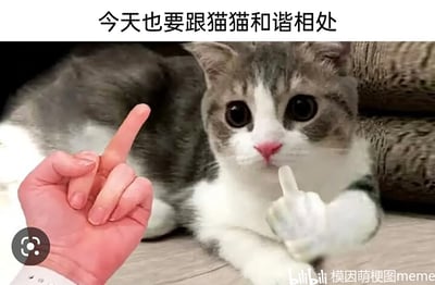 这是一张充满反差感的搞笑P图梗图，图片顶部配有标语“今天也要跟猫猫和谐相处”，传递出铲屎官想要和自家猫咪友好相处的期望；画面左侧是人类的手，做出竖食指的手势，仿佛在强调这个“相处准则”；画面右侧是一只灰白相间的猫咪，它瞪大双眼，表情看起来无辜又懵懂，但它的一只爪子被通过P图技术替换成了做出竖中指手势的人手，和顶部的标语形成强烈的反差。这种反差制造出了幽默效果，精准调侃了现实中铲屎官想和猫咪和谐相处，但猫咪却常常表现出抗拒、傲娇态度的养猫日常，戳中了宠物爱好者的笑点。